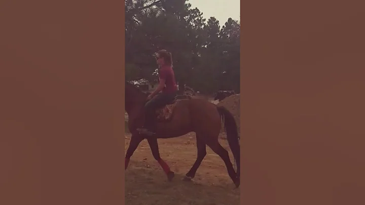 Arlo 12 yr old Irish draught under saddle