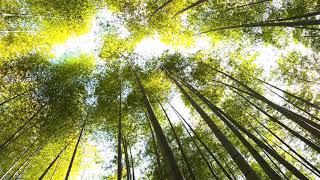 ASMR Звук ветра в бамбуковом лесу | Звук бамбука, покачивающегося на ветру, звуки природы