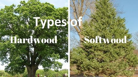 Difference Between Hardwoods and Softwoods I uses I color I texture I