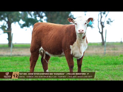 Lote 12 TAT 604 Leilão Virtual Hereford na Essência 04/09/25 TV EL Campo