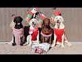 Labradors Open Christmas Presents!!