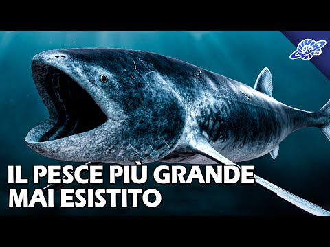 Video: Il worm più grande: descrizione, caratteristiche e fatti interessanti