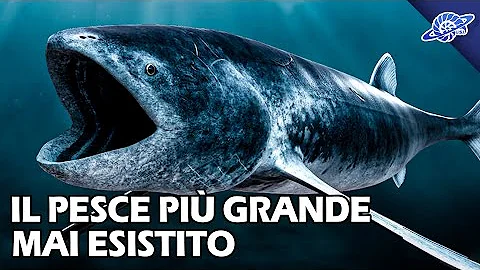 Dove vive il salmone norvegese?