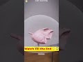 How Donor Lungs Are Kept Fresh  #shorts  #science