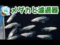 メダカと濾過器～屋外飼育におすすめの濾過器でクリアウォーター飼育～【媛めだか】