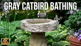 Gray Catbird Bathing.