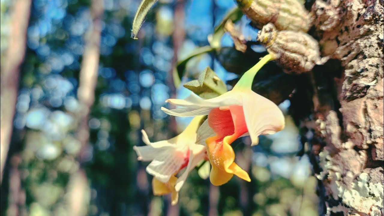 Rare wild orchids are blooming in the forests of northern Thailand