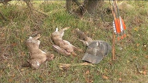 Stickbow Rabbits - Short film - Traditional Bowhunting for rabbits - Tales From the Willows