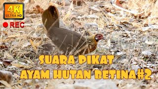 ✅SUARA PEMIKAT TERBAIK AYAM HUTAN BETINA SUMATERA #2 HD SOUND BEST 🐓💯🤠👍