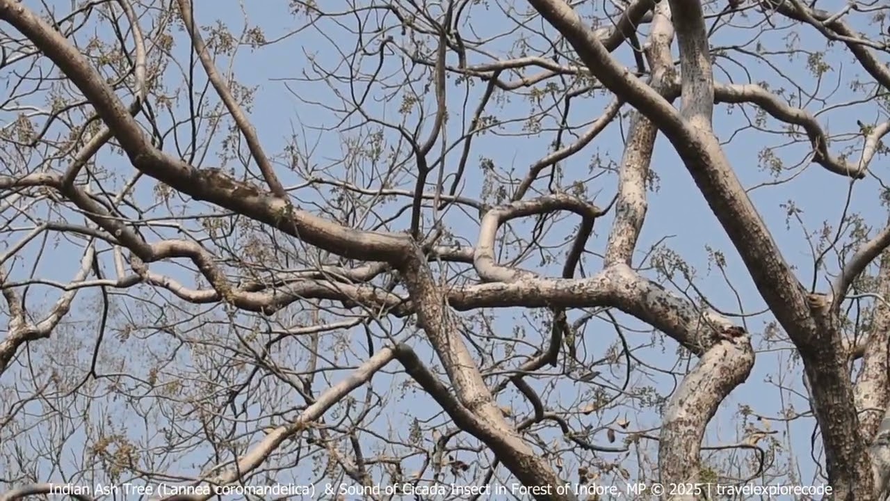 Indian Ash Tree & Sound of Cicada Insects in the forest of Indore, Madhya Pradesh during summer
