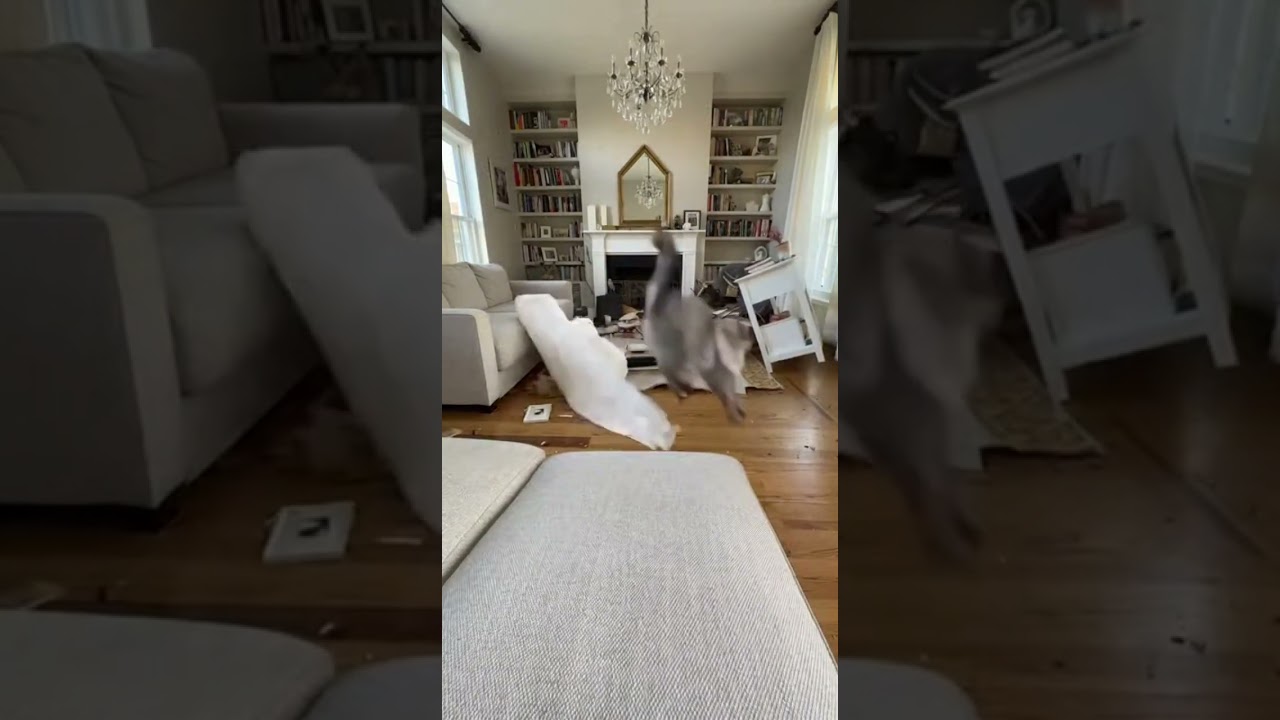 it's better to not give me a balloon🤣🤣🤣  