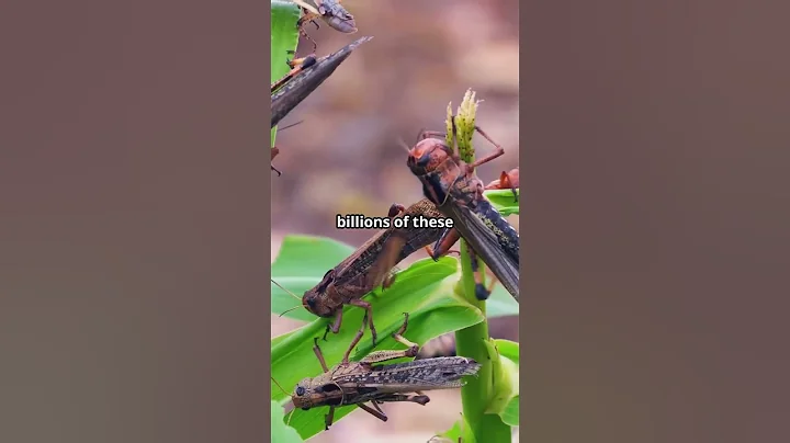 The Most Devastating Locust Plague in US History!