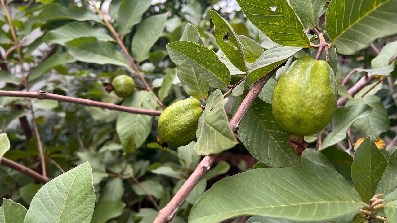 Guava - Flowering in July and Harvest at the End of September 2024 ...