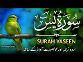 Full Surah Yaseen with Urdu Tarjuma | Most Beautiful and Relaxing Quran Recitation