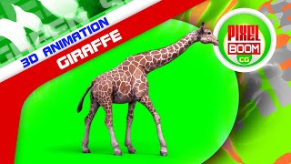 Green Screen Giraffe Savannah Animals 3D Animation - PixelBoomCG