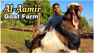 AlAamir Goat Farm Mangaon Ke Best Andul Goats