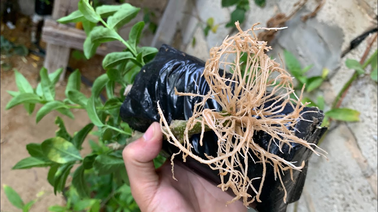 ازرع مئات الأقلام والعقل من نبات مسك الليل بأسرع طريقة وبأقل من شهر وتجذير ناجح جدًا ، Cestrum Root