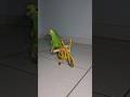 Parrot doing BMX stunts #parrot #parrots #bikestunt #bike #bikelover #meme #cycling #cyclist