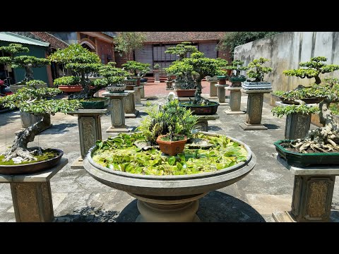 Video SH.1581.Bất ngờ trước Bonsai tầm nhỏ cực kỳ đẹp tại... - youtube