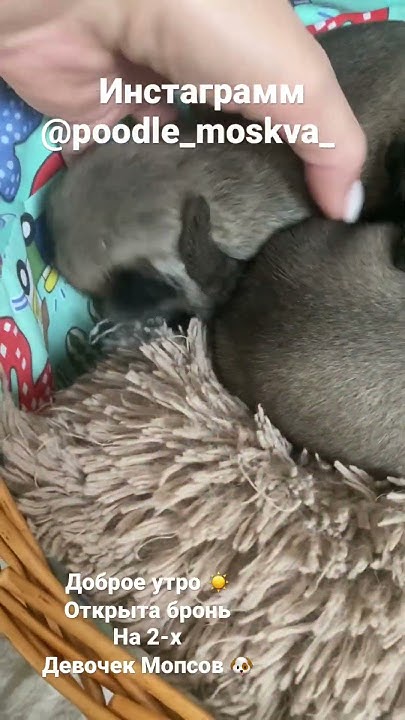 Мама Сара Мопс 🐶 принесла трёх лапочек дочек(одна из них в брони. С 20 ...