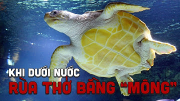 Độc lạ: RÙA sinh tồn qua mùa đông bằng cách THỞ BẰNG "MÔNG" | Moli Discovery