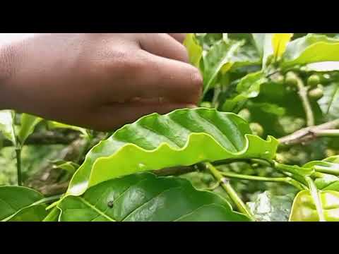 CARA MEMBUANG TUNAS DI KOPI STEK