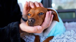 I Gave My Puppy a Spa Day (ASMR)