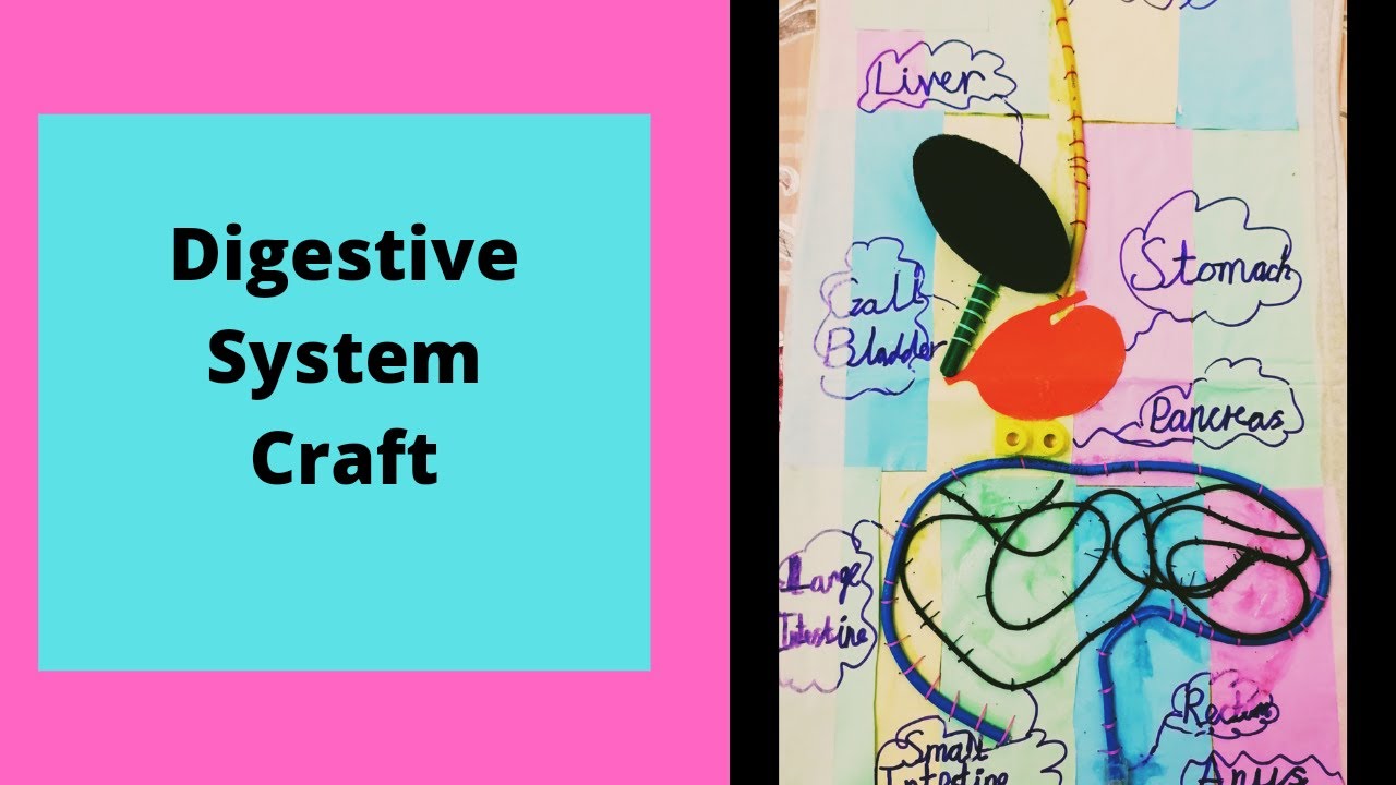 Digestive System Craft Digestive System Model how to make Digestive
