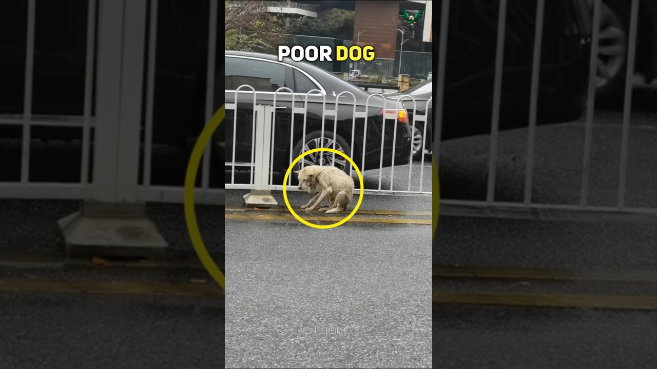 From Weak to Happy: A Dog’s Incredible Rescue Journey"