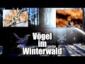 Vögel im Winterwald