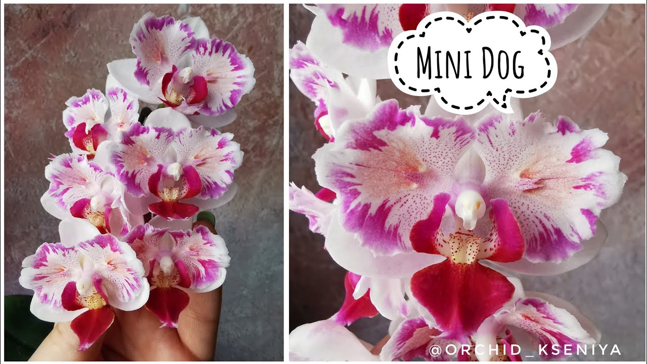 Phal. Mini Dog - азиатский расписной фаленопсис Мини Дог, очень красивая мультифлора бабочка!