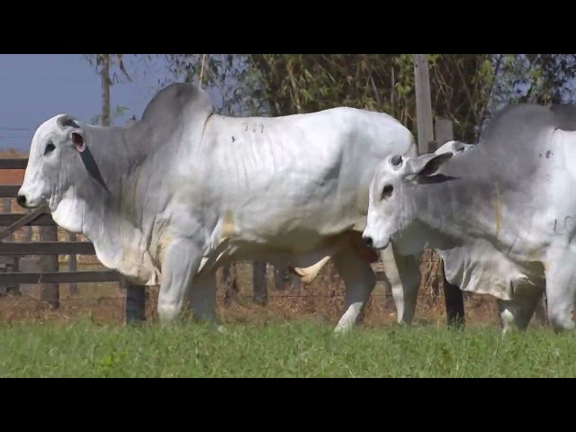 45º Mega Leilão Anual Carpa | BATERIA 05