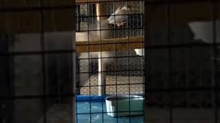 soft food for Java sparrow #birds #shorts #shourt