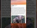 A Mother and Calf Reunited After 3 Years 🐘💔#Elephants #Rescue #Reunion #viral