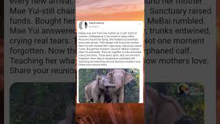 A Mother and Calf Reunited After 3 Years 🐘💔#Elephants #Rescue #Reunion #viral