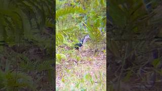 Berburu Burung Dada Putih Kalimantan perbakin short shorts short hunting shortsviral