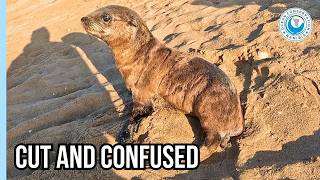 This Entangled Baby Seal Broke Our Hearts