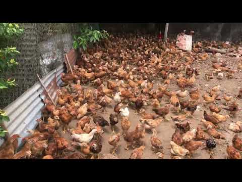 Video Đàn gà Japha 1.5 tháng tuổi- Trại gà Bình Oanh - youtube