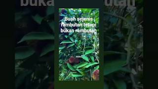 pulasanbuahlangkaunik