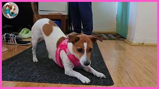 How To Feed A Naughty Puppy Dogter Coffee Jack Russell Terrier Sub