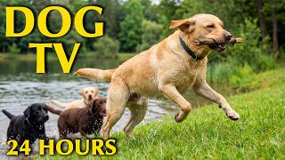24/7 Dog TV: All Day Calming Music for Anxious Dogs |Anti-Anxiety Videos to Prevent Boredom for Dogs screenshot 5
