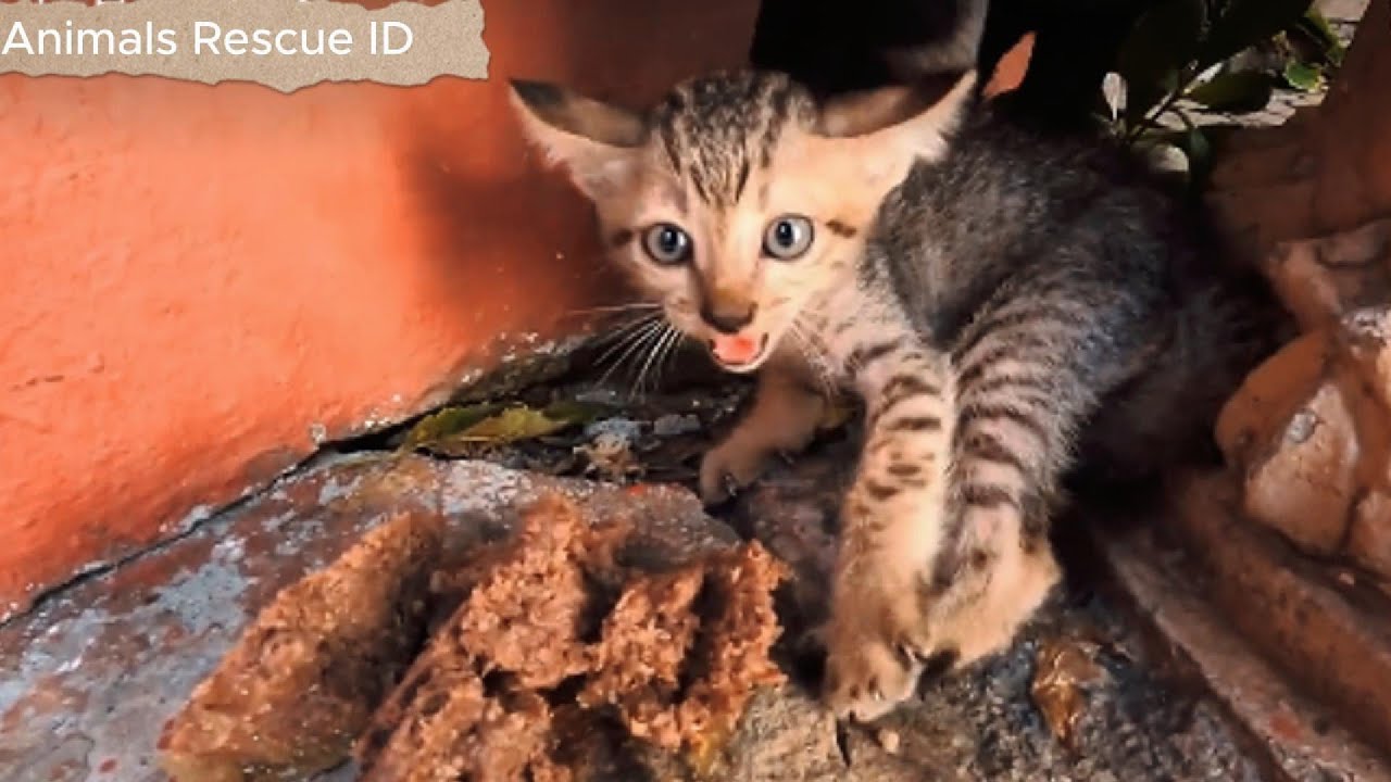 Scared and Hungry Kitten Refuses Help but Needs Love