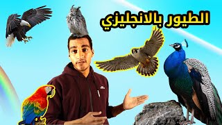 تعليم نطق اسماء الطيور باللغة الانجليزية birds in english