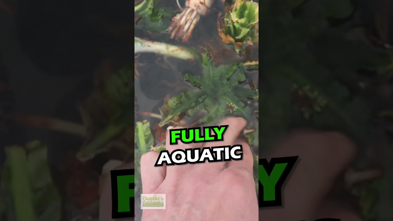 FAIL In The Dustin Dome