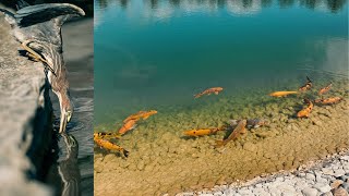 Smart green heron uses bread as bait for fishing.😱😆 #shorts / smart animals/ funny / 175 M views