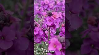 Plant Profile: Erysimum Lilac Glow  #garden #gardening #flowers  #spring #plants