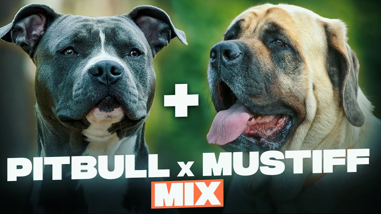 Pitbull Mastiff Mix -  Everything You Need To Know About This Mastiff Mix