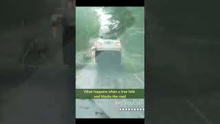 What happens when a tree falls and blocks the road