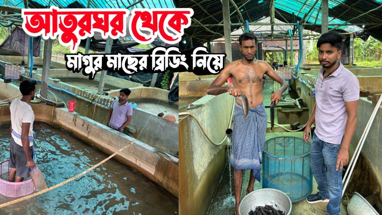 এ বছর কিভাবে তিন বারে ৬-৮ লাখ মাগুর চারা ব্রিডিং করিয়েছেন তার বিস্তারিত
