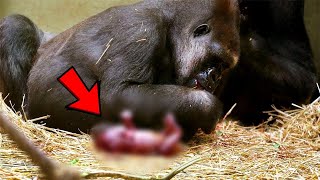 Gorilla Gives Birth To Something Rare, The Staff Shocked When Noticing Her Offspring!